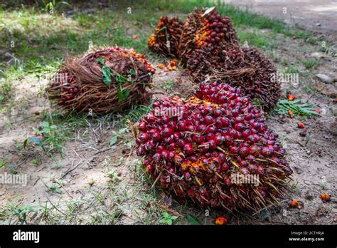 Fresh Fruit Bunches Ffb In A Palm Oil Plantation After Cutting The