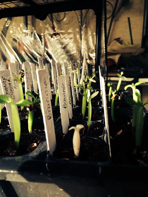 Albino Desert Rose Seedling