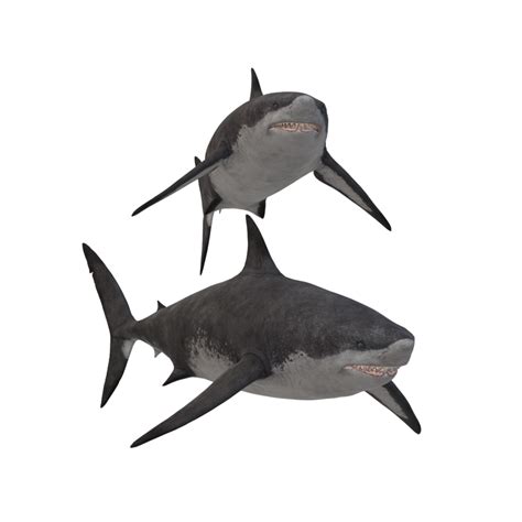 Swimming Shark Illustration 27257729 Png