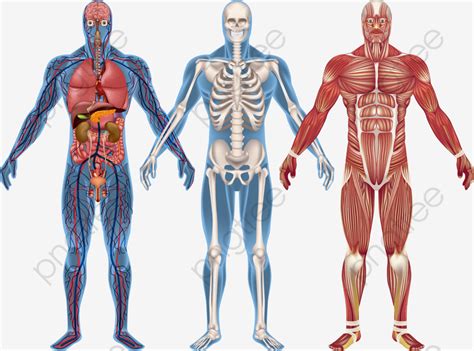 RAMAS DE LA ANATOMÍA Y FISIOLOGÍA Mind Map