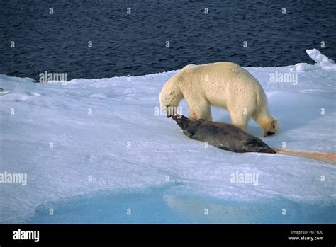 Polar Bear Ursus Maritimus Dragging Seal Prey Across Ice Spitsbergen