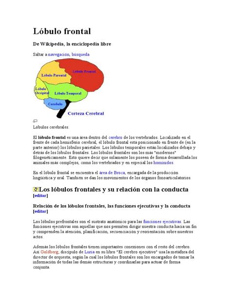 Lóbulo Frontal Pdf Lóbulo Frontal Neurociencia