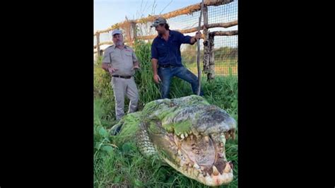 Watch this viral video of a huge saltwater crocodile with its jaws open | Trending - Hindustan Times