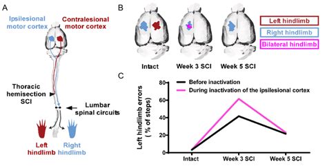 Motor Cortex Plasticity Is Involved In Spontaneous Locomotor Recovery