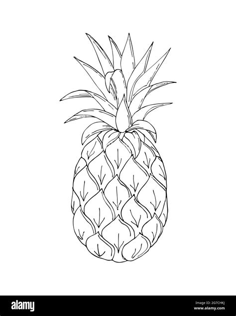 Pineapple Doodling Black Contour Hand Drawing On A White Background Isolated Vector