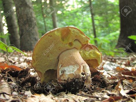 Gu A Para Identificar Correctamente Los Boletus Tips Y Consejos