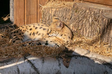 "Serval Cat" Images – Browse 7,439 Stock Photos, Vectors, and Video ...