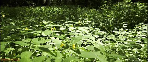 Trailer Mesmeriza Mov Cinema Clip Shemale Porn XHamster