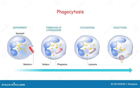 Labeled Neutrophil Diagram