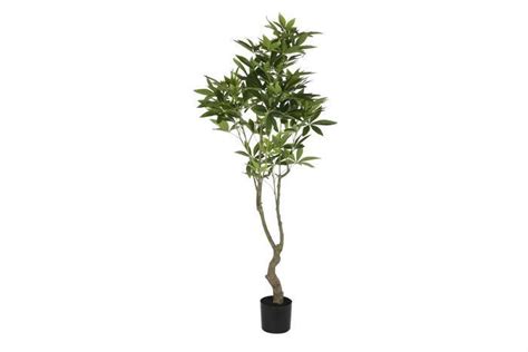 Arbol Pachira Acuatica Plants Flowers Dandelion