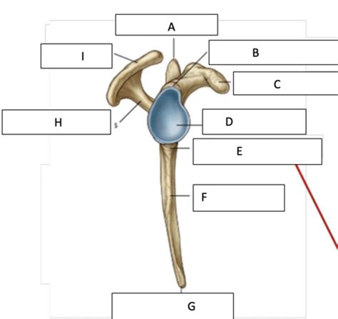 Upper Limb Bony Landmarks Flashcards Quizlet