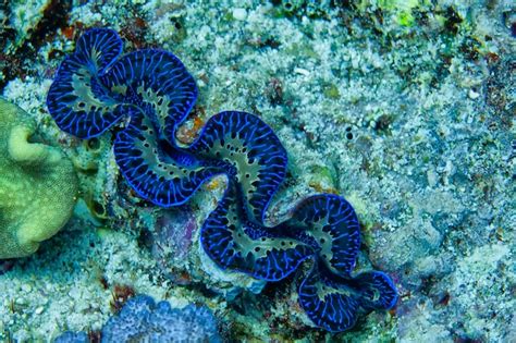 Molusco Tridacna Gigante De Cor Azul Debaixo Dágua Foto Premium