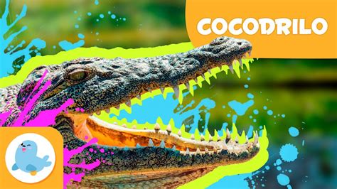 El Cocodrilo 🐊 Animales Para Niños 🏞️ Episodio 14 Youtube