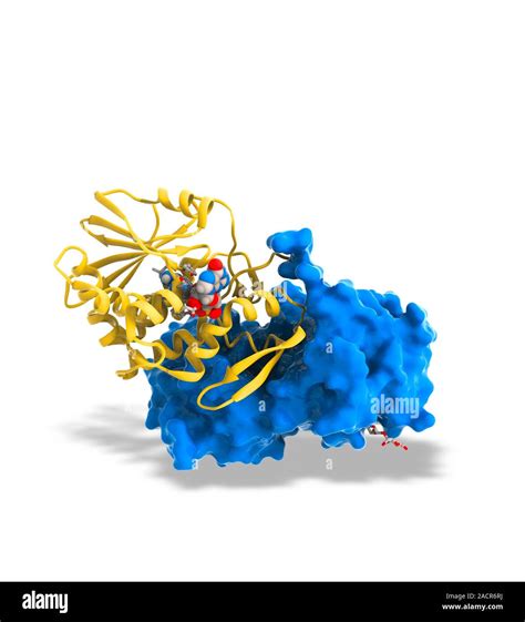 Ricin molecule. Computer artwork showing the structure of a molecule of ...