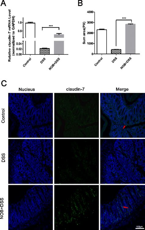 Nob Increased The Expression Of Claudin 7 In Mouse Colon A Mrna