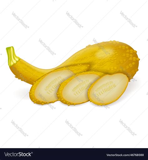 Cutting Hard Yellow Crookneck Squash Royalty Free Vector