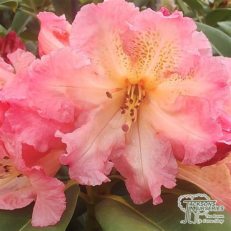 Buy Rhododendron Hybrid Sun Fire In The Uk