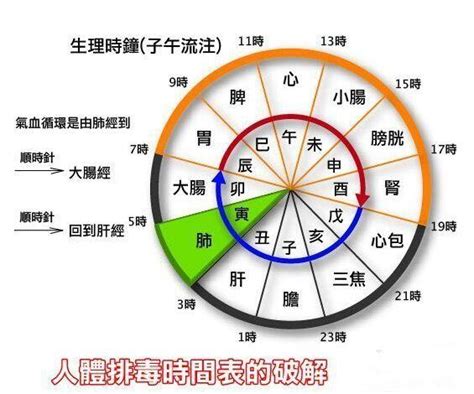 身體排毒黃金時間表 每日頭條