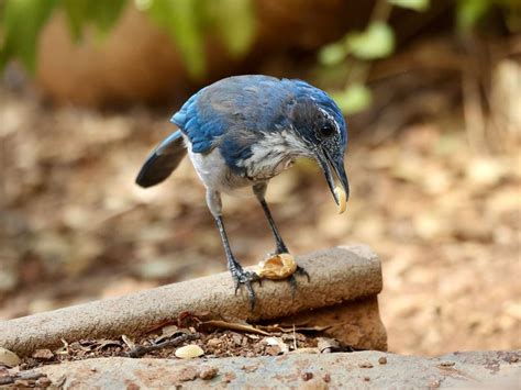 Scrub Jay Nesting (Behavior, Eggs + FAQs) | Birdfact