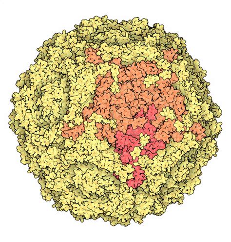 PDB-101: Molecule of the Month: Parvoviruses