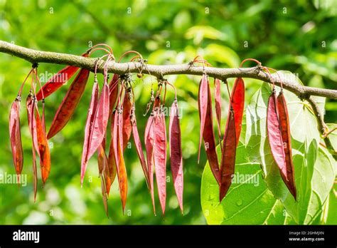 Cercis Sp Immagini E Fotografie Stock Ad Alta Risoluzione Alamy