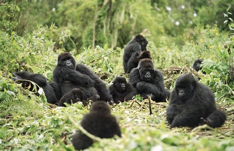 Gorillas could become extinct within 10 years - LifeGate