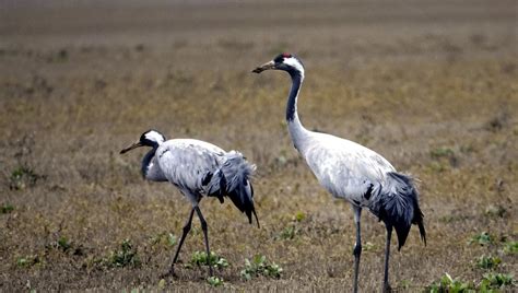 Les Grues Cendr Es Du Lac Du Der France Inter