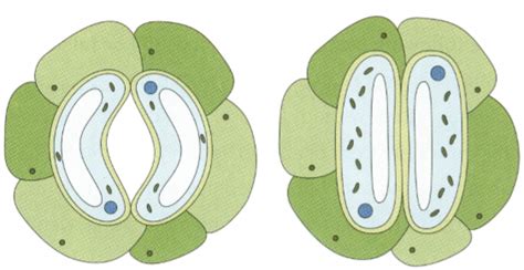 Label The Diagram Showing The Opening And Closing Of Stomata