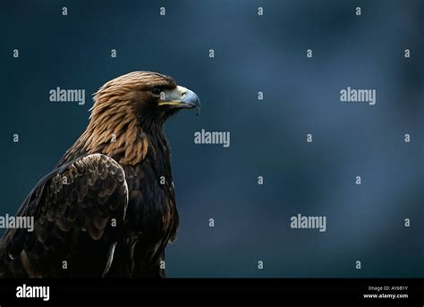 Golden Eagle Portrait Stock Photo Alamy