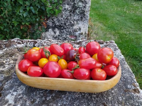 M Lange De Tomates Cerises Et Cockt Kg Les Jardins De La