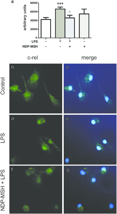 Ndp Msh Prevents Lps Induced C Rel Nuclear Translocation Cells Were