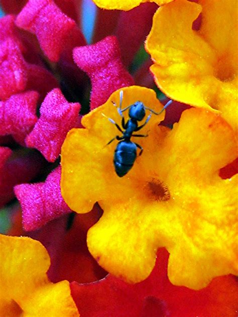 Ant On Lantana Smithsonian Photo Contest Smithsonian Magazine