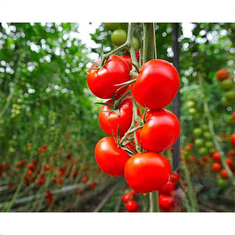 Organic Cherry Tomato Moisture Nil At Best Price In Jyotiba Phule