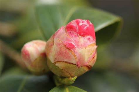 Free Images Blossom Leaf Flower Petal Spring Red Pink Flora