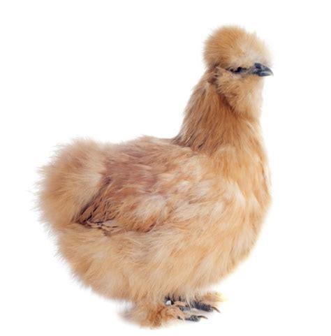 Buff Silkie Bantam Day-Old Baby Chicks | Chickens For Backyards