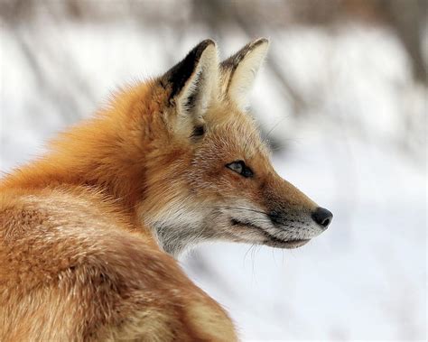 Red Fox In Profile Photograph By Doris Potter Pixels