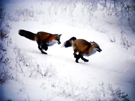 Fox, Red Fox, Snow wallpaper 🔥 Free TOP wallpapers