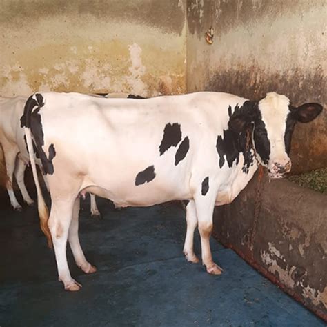 Different Available High Yield Hf Cow At Best Price In Karnal Shri