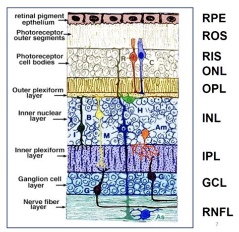 Retinal Anatomy And Physiology Flashcards Quizlet