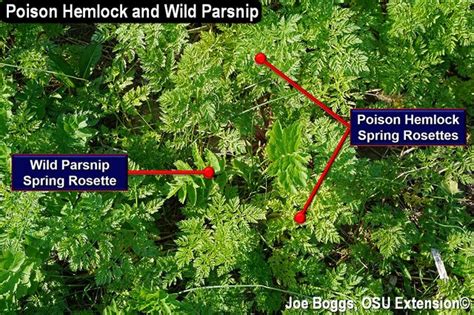 Poison Hemlock And Wild Parsnip Control Them Now Bygl