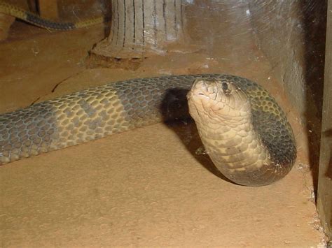 The Online Zoo - Egyptian Cobra