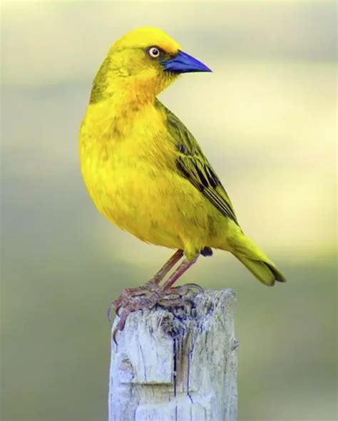 Yellow Bird Spiritual Meaning And Symbolism Messages Faith