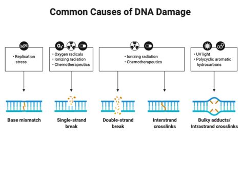 Common Causes Of Dna Damage Biorender Science Templates