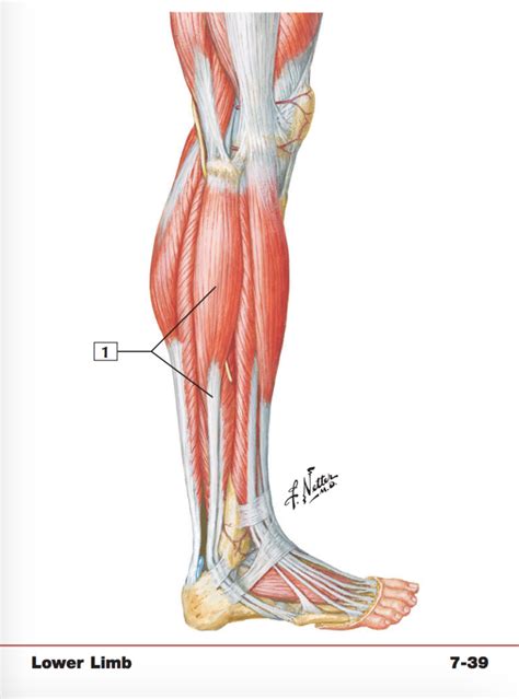 Muscles Of Leg Lateral View Diagram Quizlet