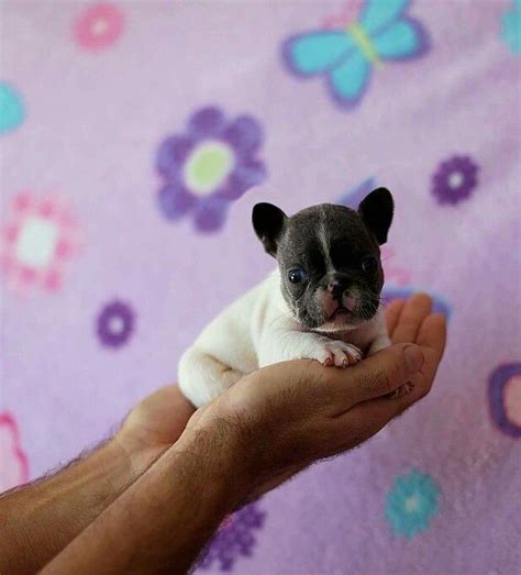 Teacup White French Bulldog Puppies