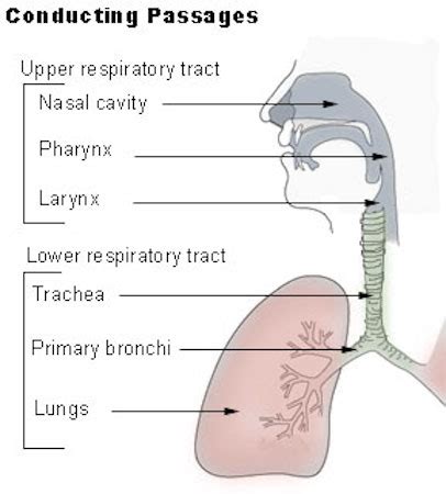 Glossopharyngeal Nerve | Definition, Function & Test - Lesson | Study.com