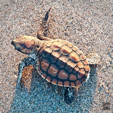 Little Loggerhead Sea Turtle Loggerhead Sea Turtle Turtle Sea Turtle