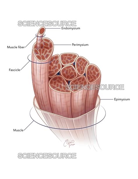 Skeletal Muscle Labeled Illustration Stock Image Science Source Images