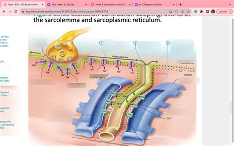 Excitation Contraction Coupling Diagram Quizlet