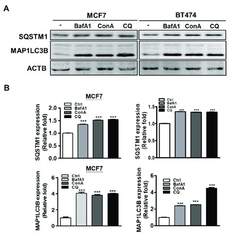 Effects Of Autophagy Inhibitors On Expressions Of Map Lc B And Sqstm